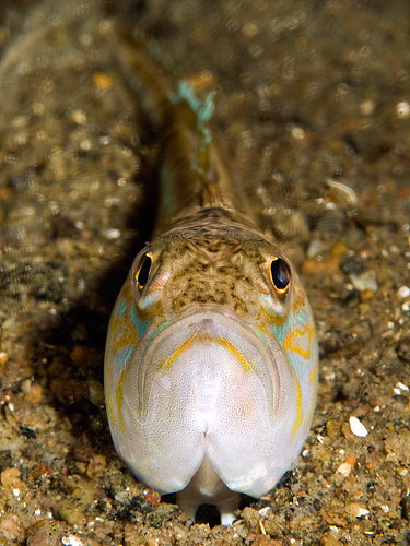 Trachinus draco 2